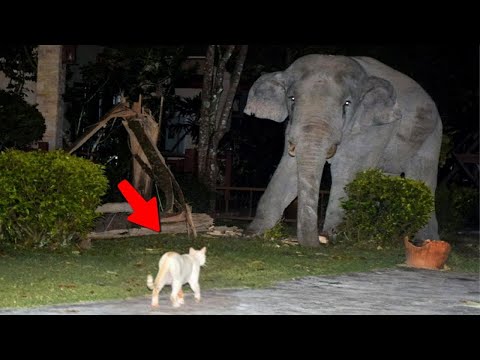 Quand Les Chats Énervés Affrontent Les Animaux Sauvages !