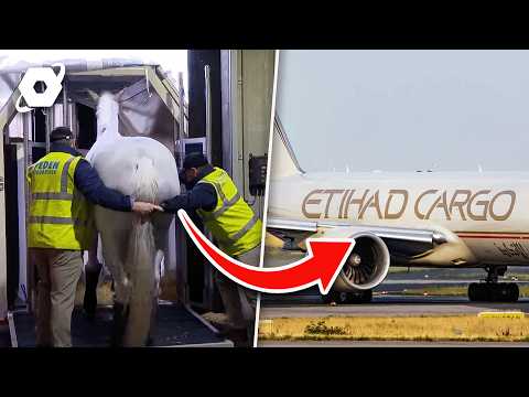 The Challenge Of Transporting The World's Most Expensive Horses | Mega Air